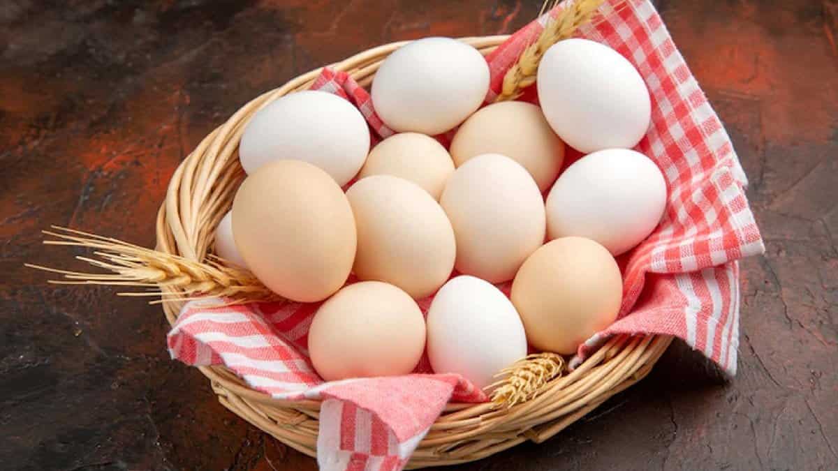 قیمت تخم مرغ صادراتی با کیفیت ارزان + خرید عمده