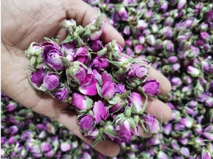 تصویر 1 از قیمت خرید گل محمدی اعلا عمده به صرفه و ارزان