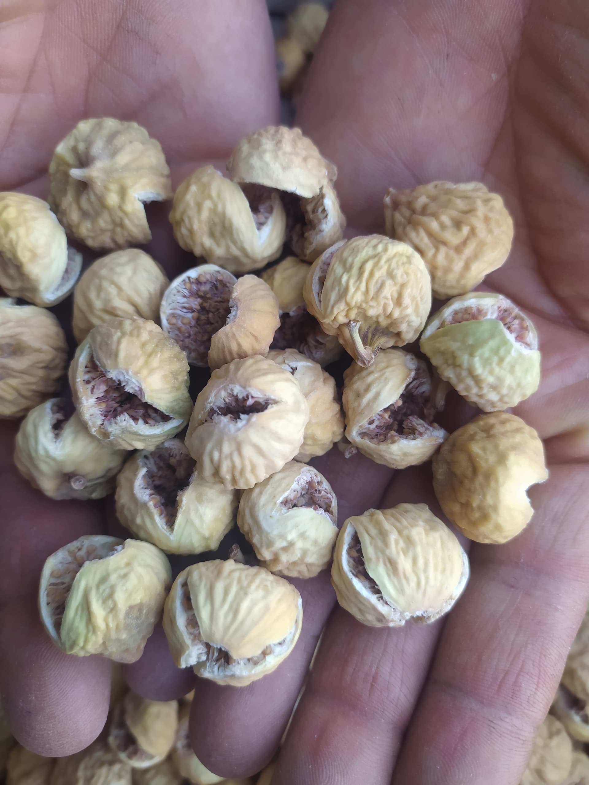 تصویر 1 از فروش انواع انجیر درشت استهبان با ارسال سریع و سفارش آسان