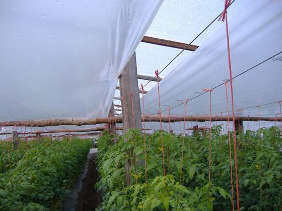 تصویر 1 از پخش عمده نایلون دوپوش گلخانه + قیمت مناسب