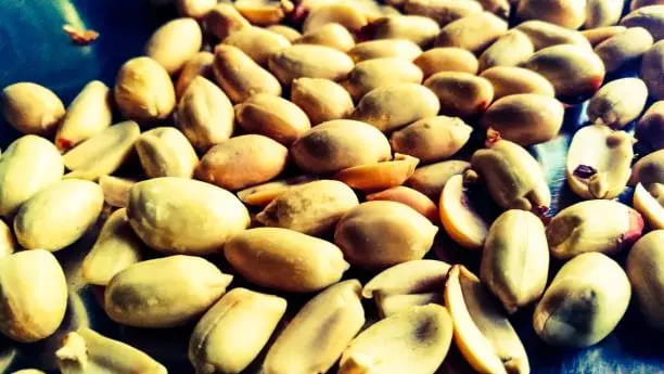 تصویر 4 از پسته اکبری شور ممتاز درجه یک با بسته بندی لوکس