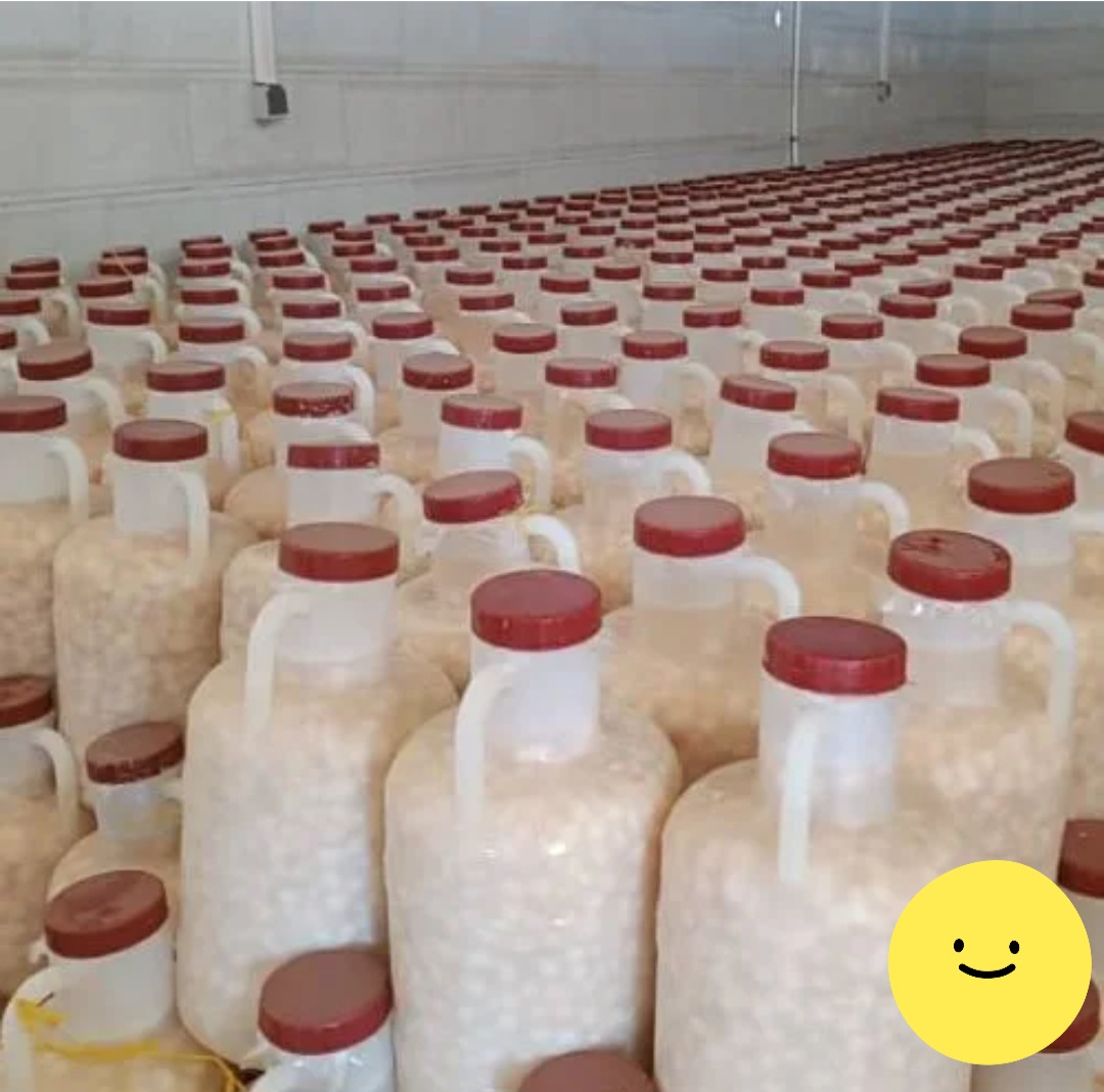 تصویر 1 از فروش سیر مروارید بلانچ شده با کیفیت عالی