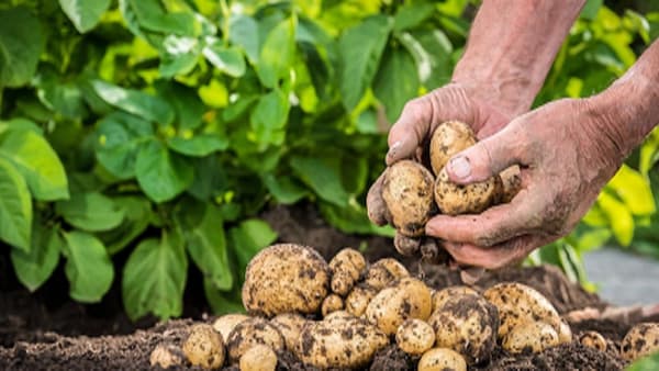 تصویر 3 از خرید سیب زمینی کشاورزی + قیمت فروش استثنایی