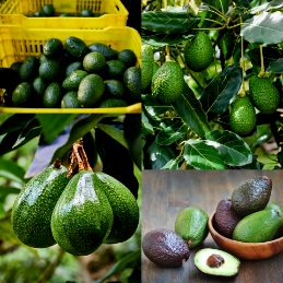 تصویر 1 از تولید نهال آووکادو پیوندی + مشاوره احداث مزرعه تجاری