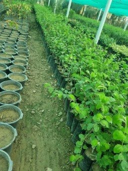 تصویر 1 از تولید نهال کنار پیوندی + فروش نهال کنار بدون هسته