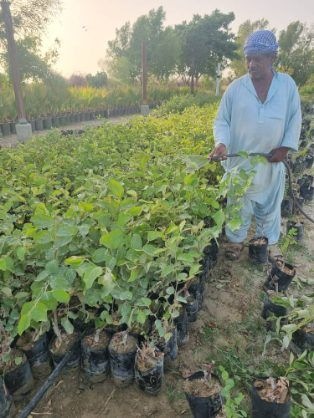 تصویر 3 از تولید نهال کنار پیوندی + فروش نهال کنار بدون هسته