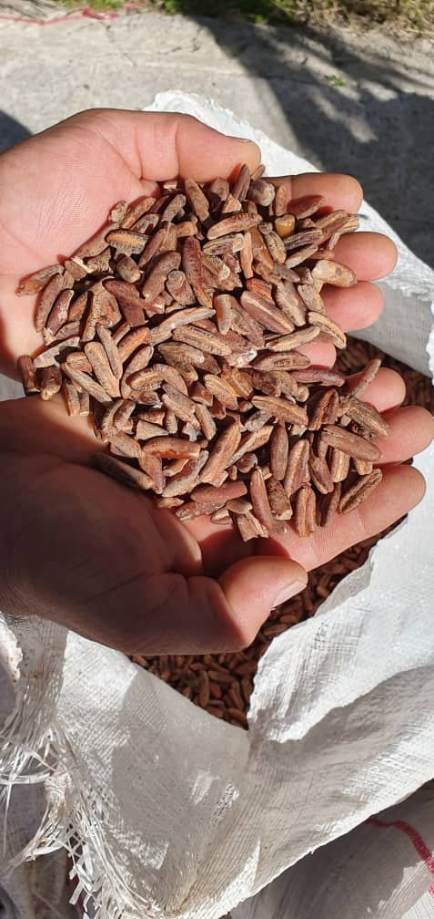 تصویر 2 از فروش ویژه هسته خرما + ارسال سراسری