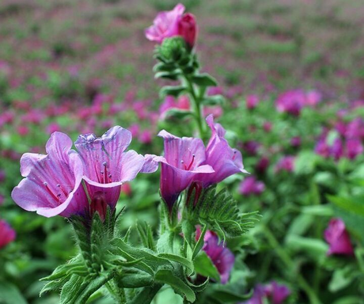 تصویر 1 از خرید و فروش گل گاوزبان ارگانیک اردبیل