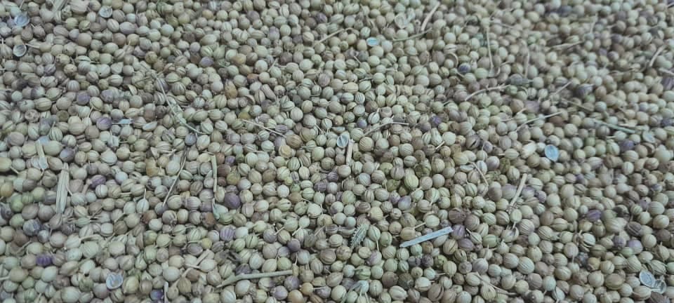 تصویر 1 از تفاوت خرید گشنیز دارویی و خوراکی در صادرات + قیمت ویژه