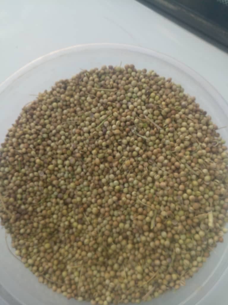تصویر 1 از بررسی خرید گشنیز ایرانی و تحلیل روند فروش