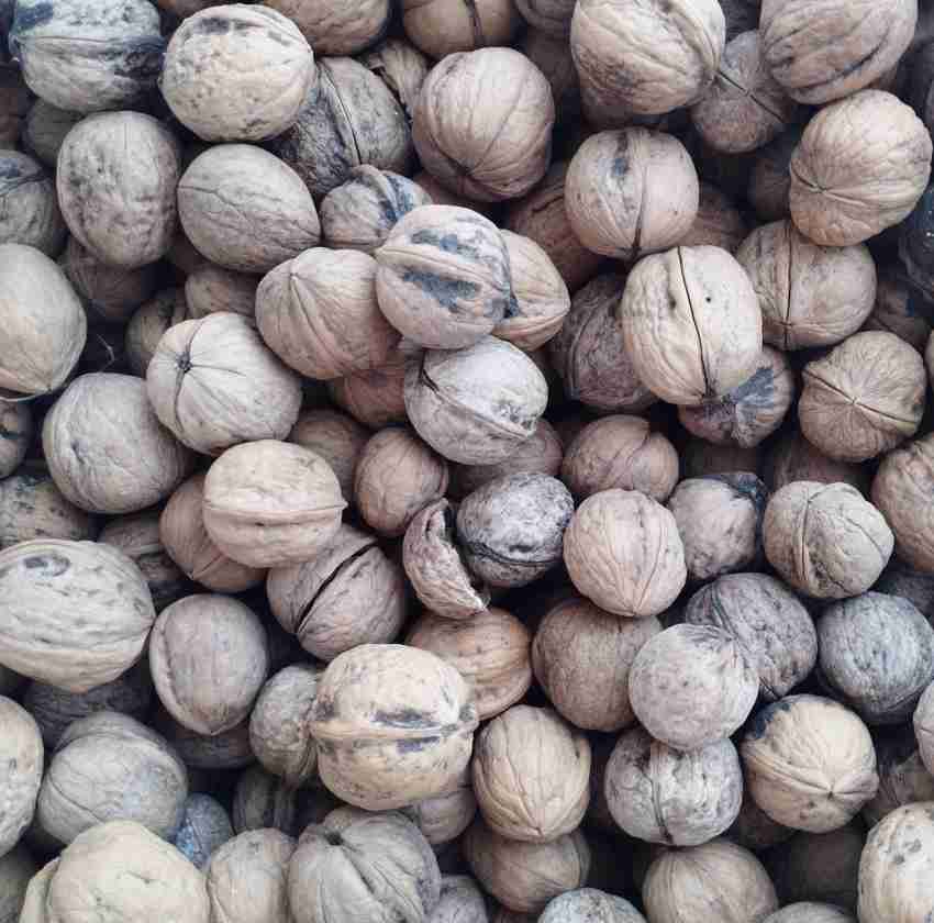 تصویر 2 از فروش و قیمت عمده گردو با پوست کاغذی ممتاز ارومیه مستقیم از کشاورز + با قیمت مناسب