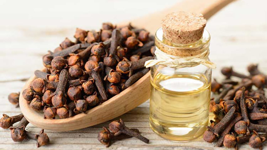 تصویر 1 از فروش اسانس میخک طبیعی گرید A