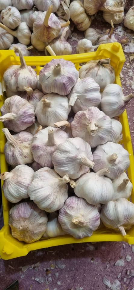 تصویر 1 از خرید سیر قرمز آذر شهر