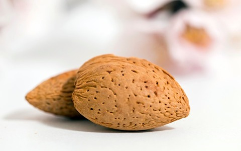 تصویر 1 از قیمت خرید بادام درختی همدان + فروش ویژه