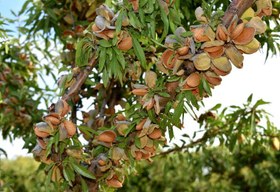 تصویر 1 از قیمت خرید بادام مامایی پویا + فروش ویژه