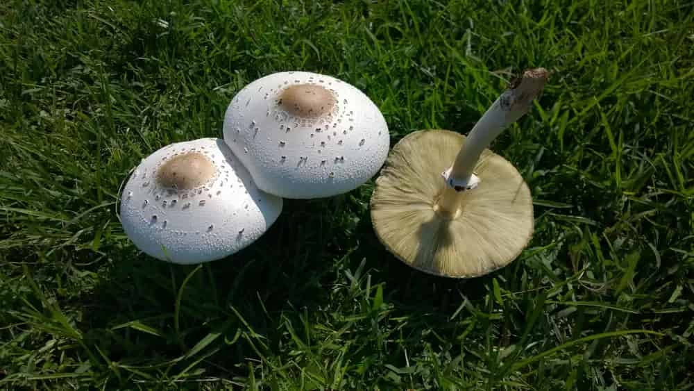 تصویر 5 از خرید قارچ خوراکی چتری + قیمت فروش استثنایی