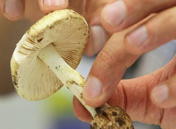تصویر 4 از قیمت خرید قارچ خوراکی ماکرو لپیوتا + فروش ویژه
