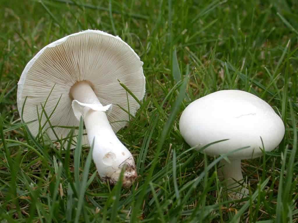 تصویر 5 از خرید و فروش قارچ خوراکی چتری بسته بندی با شرایط فوق العاده