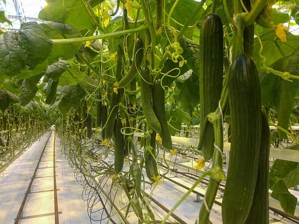 تصویر 1 از قیمت خیار گلخانه ای مجلسی + خرید باور نکردنی