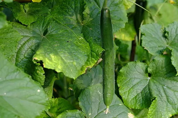 تصویر 1 از قیمت خرید خیار قلمی بوته ای + فروش ویژه