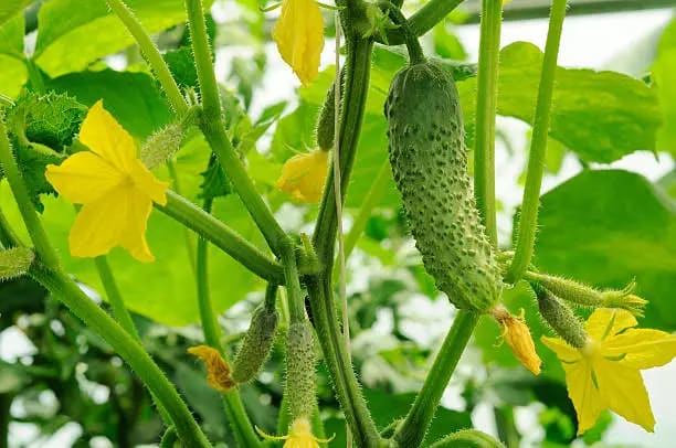 تصویر 2 از قیمت خرید خیار درختی رسمی عمده به صرفه و ارزان