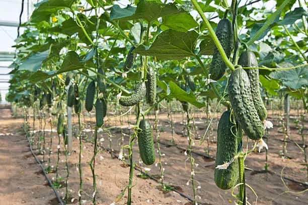 قیمت خرید خیار درختی رسمی عمده به صرفه و ارزان