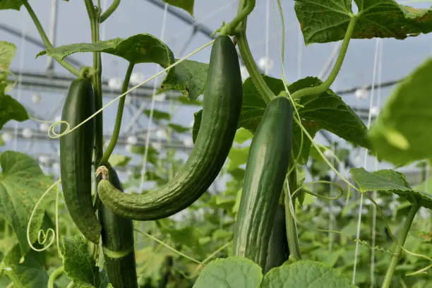 تصویر 2 از خرید و قیمت خیار گلخانه ای مجلسی + فروش عمده