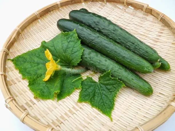 تصویر 1 از قیمت خیار درختی گیلان + خرید باور نکردنی