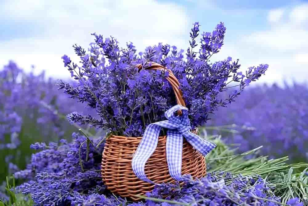 تصویر 4 از قیمت خرید اسطو خودوس فله ای با فروش عمده