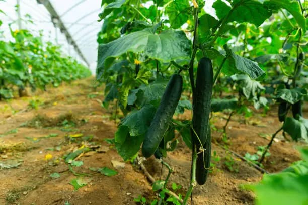 خیار گلخانه ای