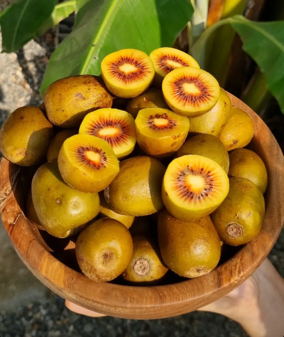 کیوی سبز