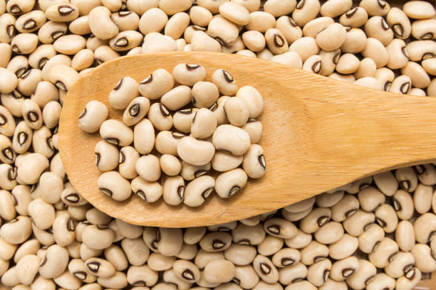 فروش لوبیا چشم بلبلی
