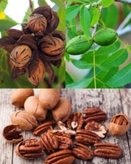 خرید گردو پیوندی