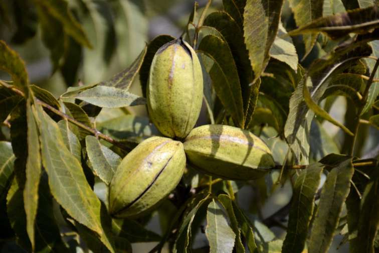 قیمت گردو پیوندی
