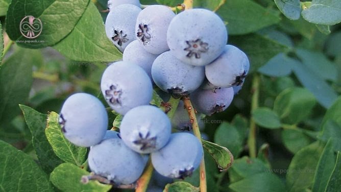 تصویر 5 از فروش اینترنتی نهال بلوبری شناسنامه دار + ارسال بستر کشت تخصصی بلوبری