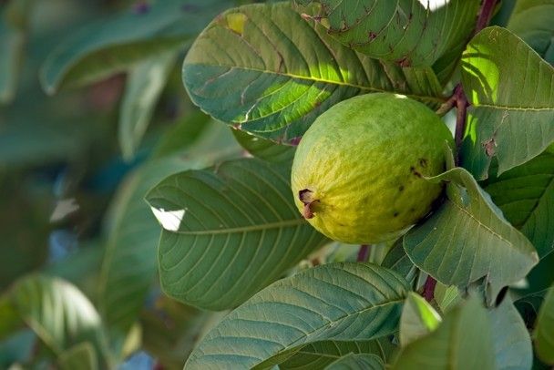 تصویر 1 از مرکز فروش اینترنتی نهال گواوا + گواوا توسرخ