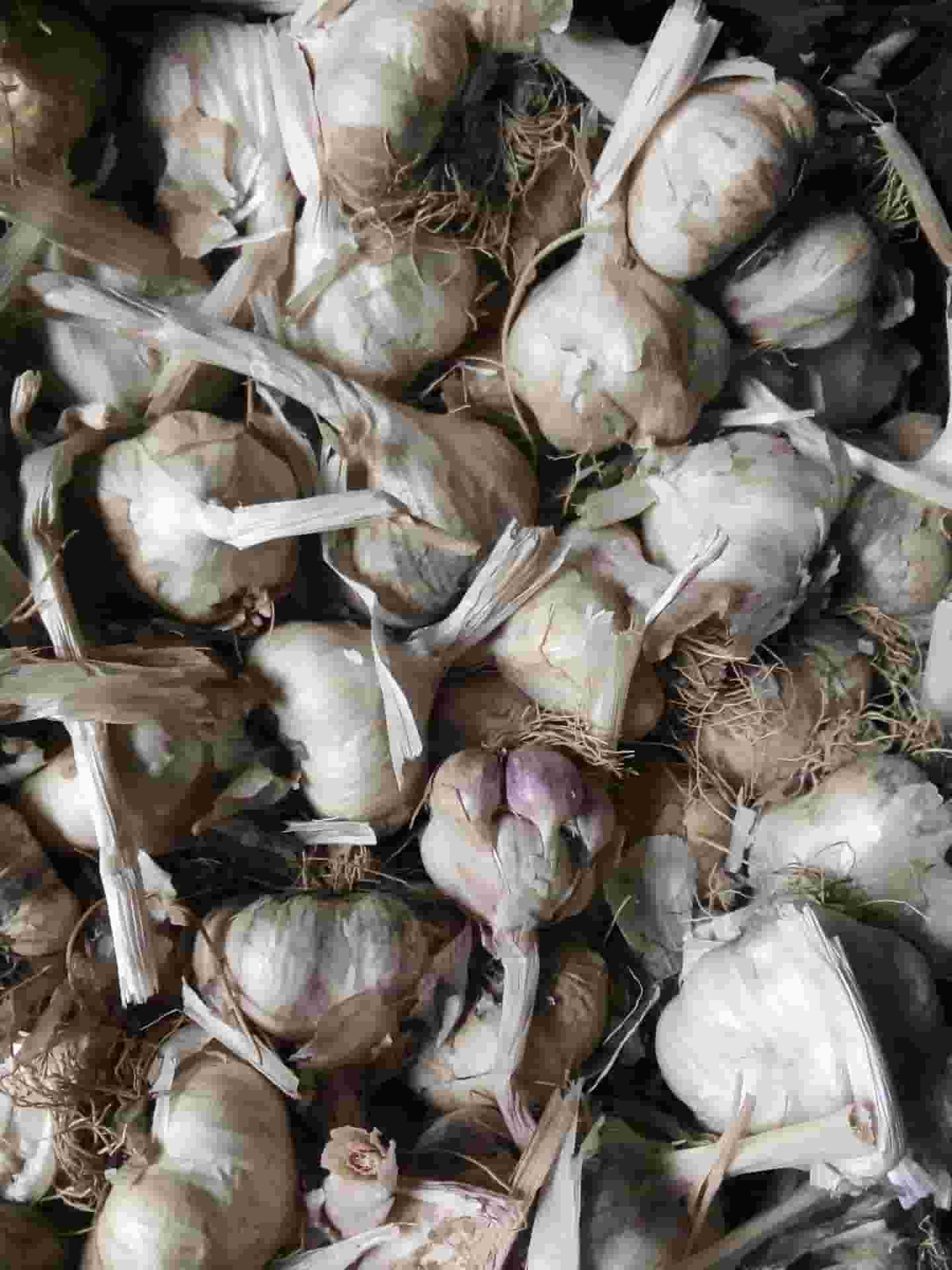 تصویر 2 از خرید سیر سفید خشک + قیمت فروش استثنایی