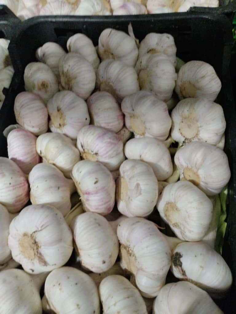 تصویر 2 از خرید و فروش سیر سفید بی بو با شرایط فوق العاده