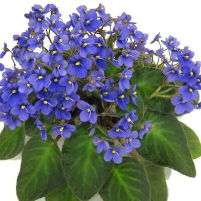 فروش گل بنفشه