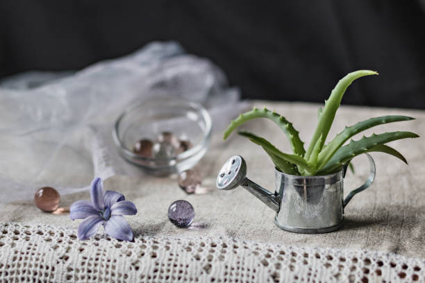 گیاه آلوئه ورا