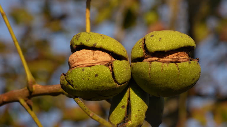 تصویر 5 از قیمت خرید گردو اقلید فارس + فروش ویژه