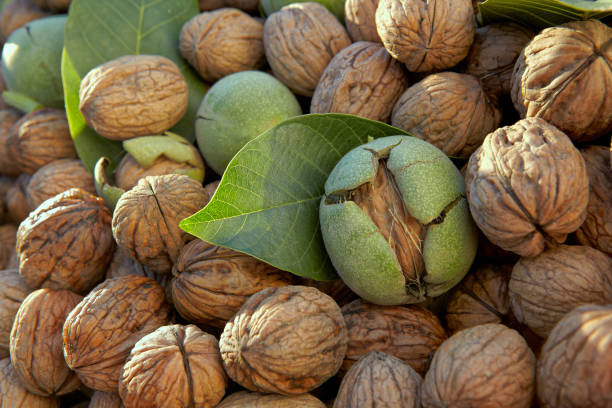 تصویر 3 از قیمت خرید گردو اقلید فارس + فروش ویژه