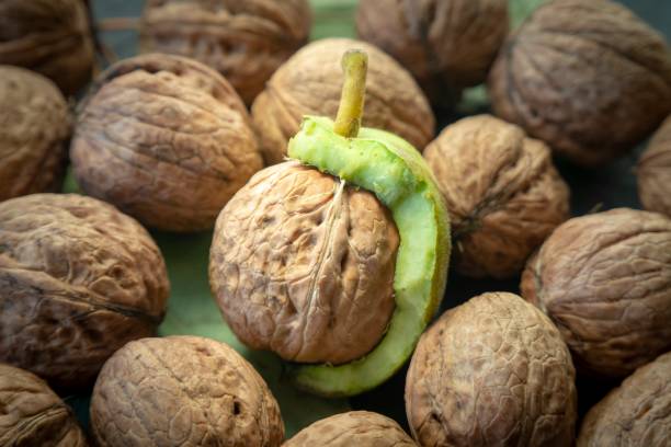 تصویر 2 از قیمت گردو با پوست + فروش عمده