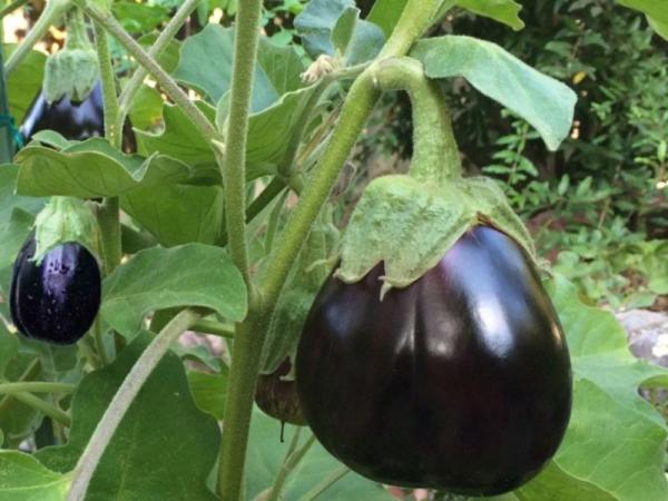 تصویر 1 از قیمت خرید بادمجان دلمه ای با فروش عمده