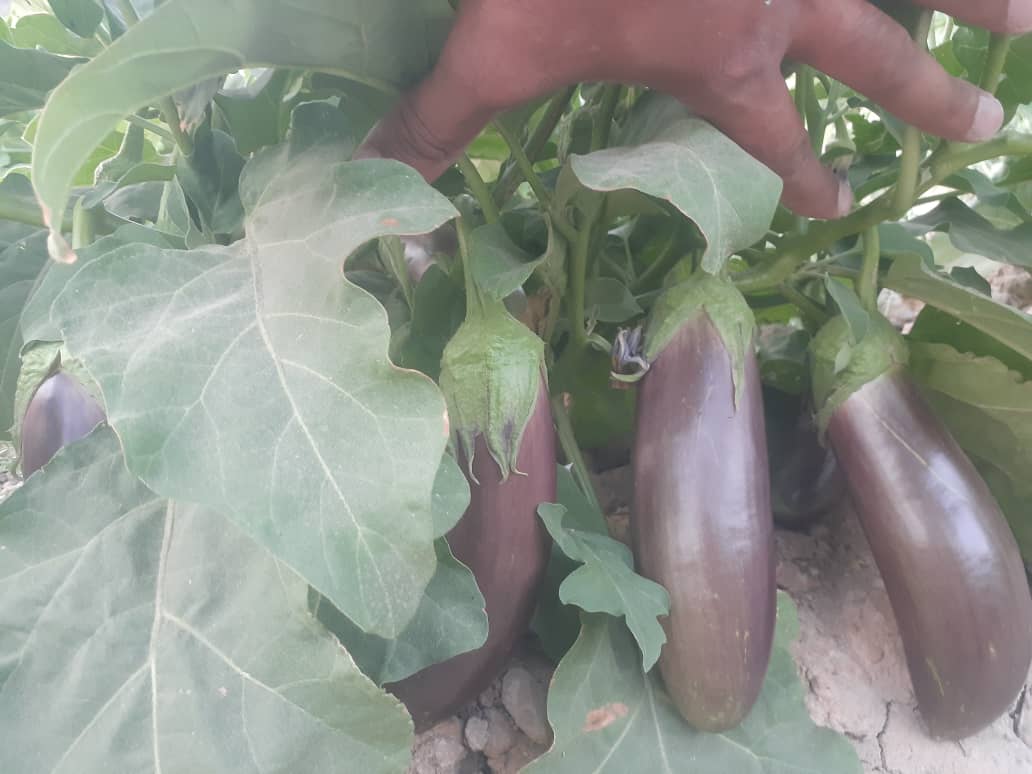 تصویر 2 از خرید و فروش بادمجان ابرقویی با شرایط فوق العاده