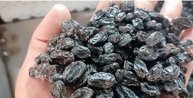 تصویر 4 از مویز ترکمن ۴ بدون هسته