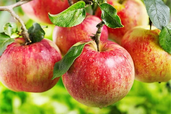 تصویر 1 از خرید و قیمت سیب جنگلی + فروش عمده
