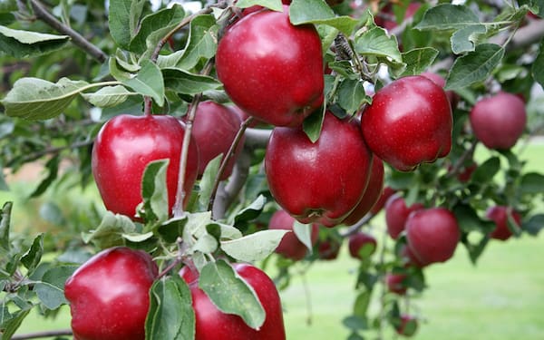 تصویر 3 از خرید و قیمت سیب جنگلی + فروش عمده