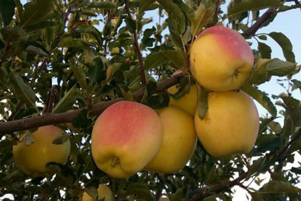 تصویر 3 از خرید و قیمت سیب درختی + فروش صادراتی
