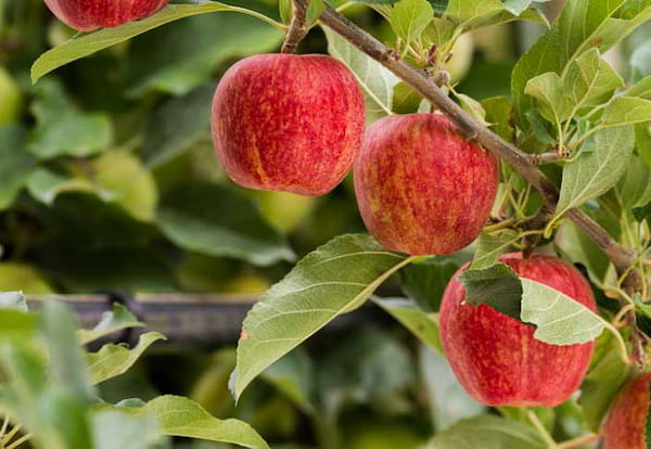 تصویر 1 از قیمت خرید سیب گالا + فروش ویژه